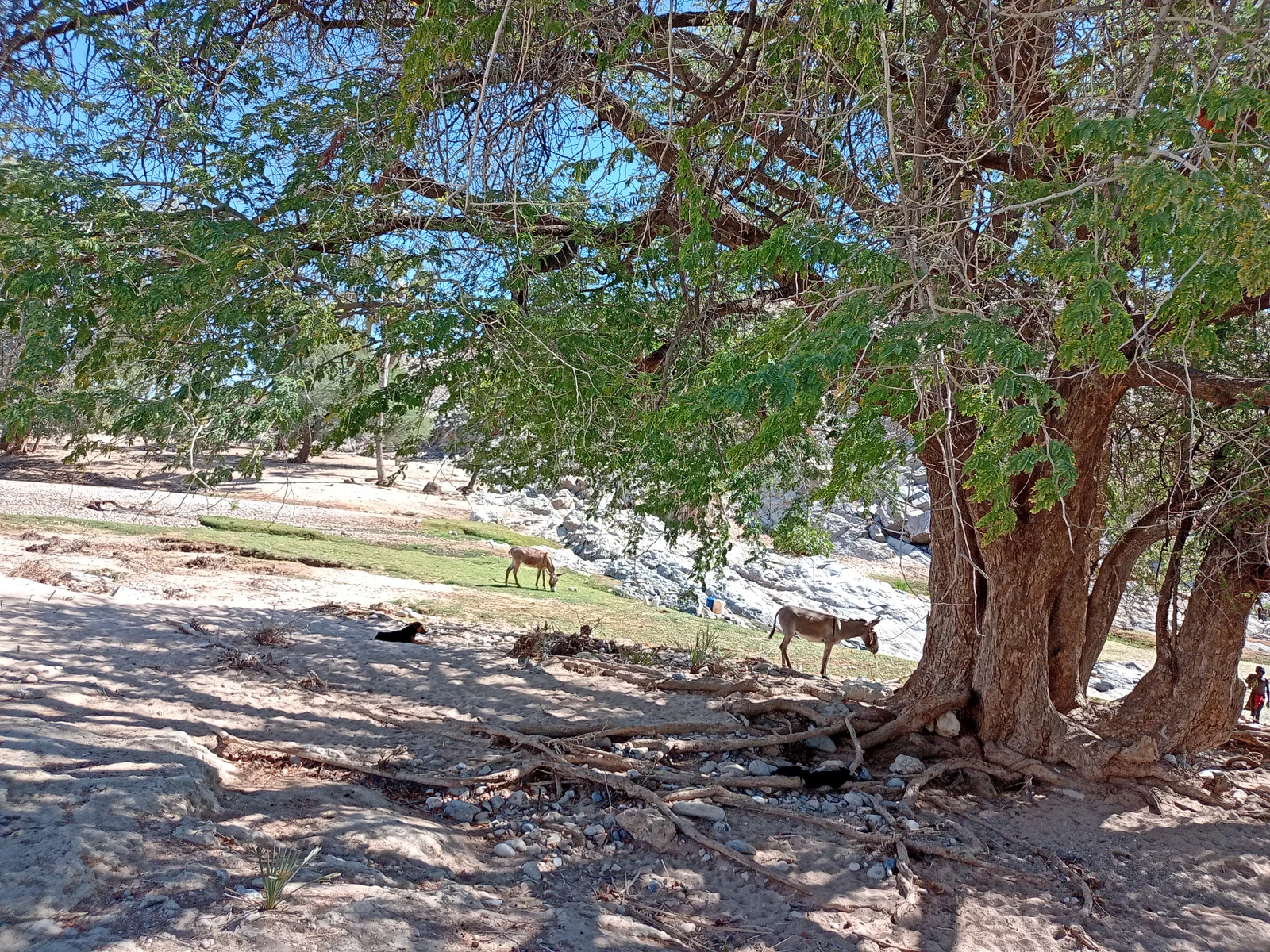 Eco-Wise Environmental Consulting — fieldwork image 20